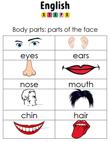 Parts of the Face