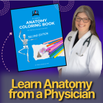 Anatomy colouring book